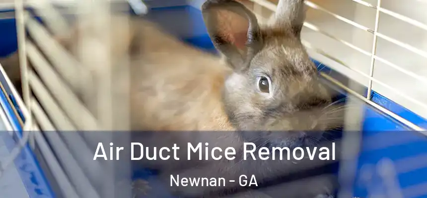  Air Duct Mice Removal Newnan - GA